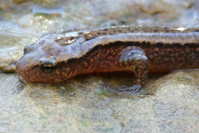 Northern Two-lined Salamander